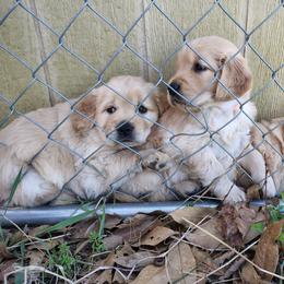 Omega - Golden Retriever