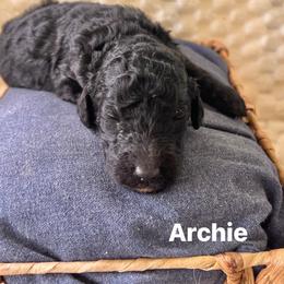 Archie - Black male Poodle puppy in Athens, Georgia from Alexander’s Standard Poodles