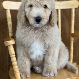 Goldendoodle Puppies from Rolling Acres Doodles and Poodles
