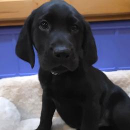 2 - Black male Labrador Retriever puppy in Lenore, Idaho from Sunny Skies Retrievers