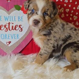 Red Merle Female - Red merle female Australian Shepherd puppy in Crossville, Alabama from Bluff View Aussies