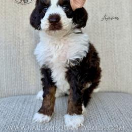 Anna - Brown and white female Bernedoodle puppy in Owasso, Oklahoma from Kallams Bernedoodles & Bernese Mountain Dogs