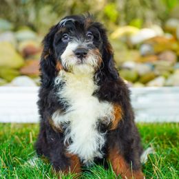 Ribbit - Tri-color male Bernedoodle puppy in Dundee, Ohio from Down Home Doodle