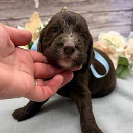 Matcha - Liver and white male Springerdoodle puppy in Lisbon, Ohio from Willow Lane Doodles