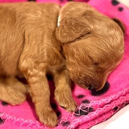 Hazel - Apricot female Goldendoodle puppy in Vancouver, Washington from Mini Goldendoodles