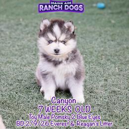 Canyon - Black and white male Pomsky puppy in Humeston, Iowa from M.A.R. Dogs