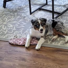 Miniature American Shepherd Puppies from Paragon Ranch