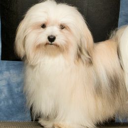 Companion Crosses and Havanese from Big Hearted Breeders