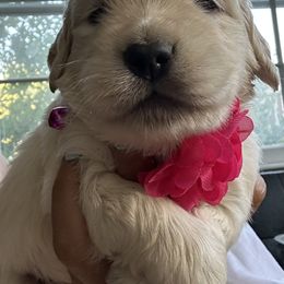 Golden Retriever Puppies from Ruff Life Goldens