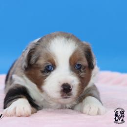 Fiji - Blue merle female Miniature Australian Shepherd puppy in Weeki Wachee, Florida from Arlington's Mini Aussies
