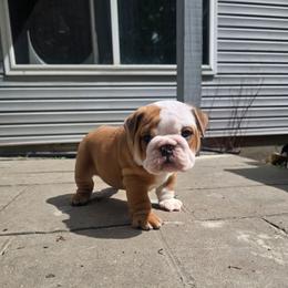 Dusty - Red and white male Bulldog puppy in Strongsville, Ohio from Magnifique Bulldogs