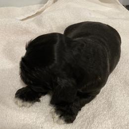 Girl 1 - Black and tan female Cocker Spaniel puppy in Rising Sun, Maryland from Palmtree Cockers