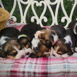 Beagle Puppies from Rosehaven Homestead