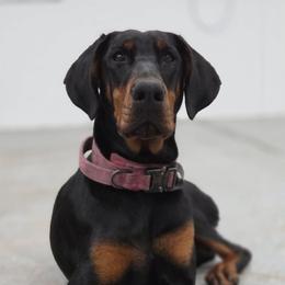 Doberman Pinscher puppies from Steel Haus Dobermans