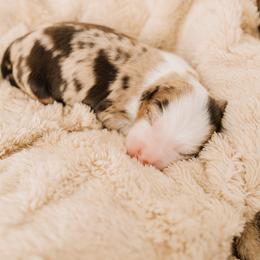 Twix - Red merle male Miniature Australian Shepherd puppy in Enoch, Utah from Twisted H Aussies