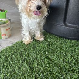 Cookie - Yorkshire Terrier