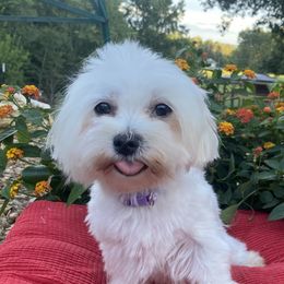 Daisy - Maltese