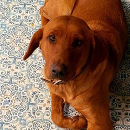 Jolene - Labrador Retriever