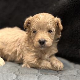 Maltipoo puppies from Denise Clark