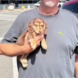 Dachshund Puppies from Sonshine's Southern Doxies