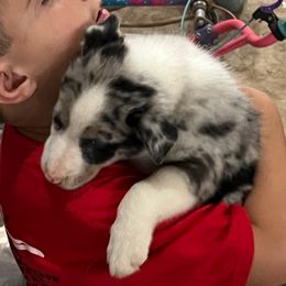 Orange collar - Slate merle male Border Collie puppy in Rural Retreat, Virginia from Hidden Acres Farm Corgis
