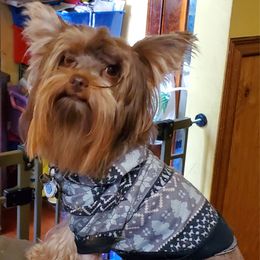 Santi - Yorkshire Terrier
