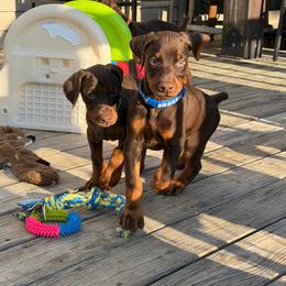 Blue Male - Red and rust male Doberman Pinscher puppy in Madison, Indiana from Jensen Dobermans and Dachshunds