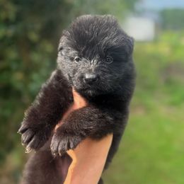 Purple - Black female German Shepherd puppy in Pickens, South Carolina from Von Maqqedah Haus German Shepherds