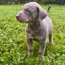 Cherokee - Yellow female Catahoula Leopard Dog puppy in Washington from Coweeman Catahoulas