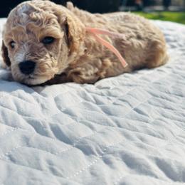 Lady Agatha Danbury - Buff and white female Cockapoo puppy in Piedmont, Oklahoma from Perdue Puppies