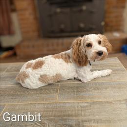 Gambit - Cockapoo
