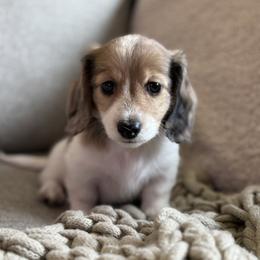 Dachshund Puppies from Royal Dachshunds