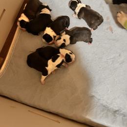 Girl 1 - Black and white female Boston Terrier puppy in West Liberty, Kentucky from 3B Kennels-Beth’s Best Boston’s