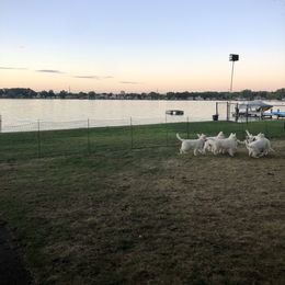 Berger Blanc Suisse Puppies from Nasha Comanda White Swiss Shepherds
