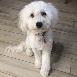 Sarah Pearl - Sheepadoodle