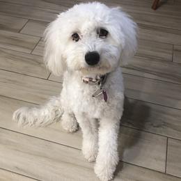 Sarah Pearl - Sheepadoodle