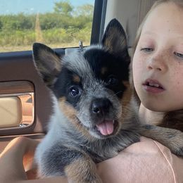 Ranger - Blue male Australian Cattle Dog puppy in Devalls Bluff, Arkansas from Coolhand's Australian Cattle Dogs