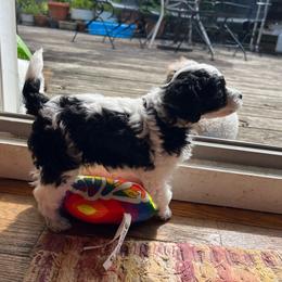Boy 1 - Parti male Poodle puppy in Sharon, Connecticut from LittleBear Poodles
