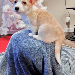 Skye - Cardigan Welsh Corgi