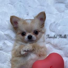 Brisket - Cream and white male Chihuahua puppy in Michigan from Fanciful Thrills Kennel