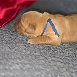 Blue - Dark golden male Golden Retriever puppy in Phoenix, Arizona from Ashrose Kennels