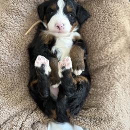 Poppy. (Baby pink) - Tri-color female Bernedoodle puppy in Midland, Texas from Southern Oak Breeders LLC