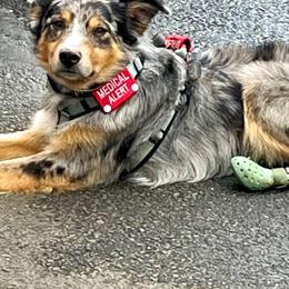 Australian Shepherds and Doberman Pinschers from Resilient Roots k9’s