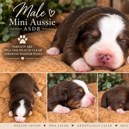 Snag - Red tri male Miniature Australian Shepherd puppy in Lakeport, California from Akins Aussies/Wild Rose Ranch