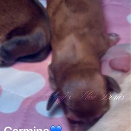 Carmine - Red male Dachshund puppy in Jena, Louisiana from Amy’s Mini Doxies