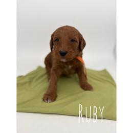 Ruby - Red  female Goldendoodle puppy in Smithfield, Kentucky from KBK9 Kennels