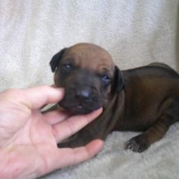 Ricky - Rd whtn blk nose male Rhodesian Ridgeback puppy in Carney, Oklahoma from River Run Parson Russell terriers & River Run Ridgebacks