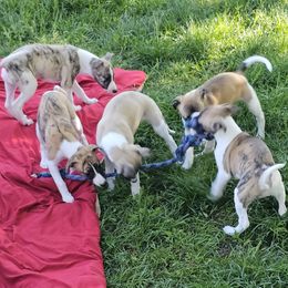 Whippet puppies from Clarriott Whippets