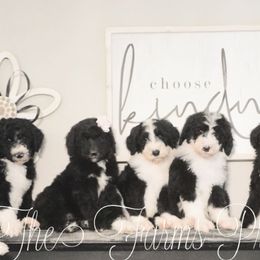 Sheepadoodle Puppies from The Farms Precious Doodles