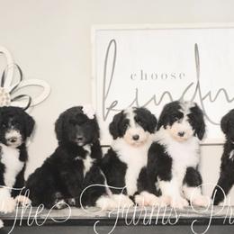 Sheepadoodle Puppies from The Farms Precious Doodles